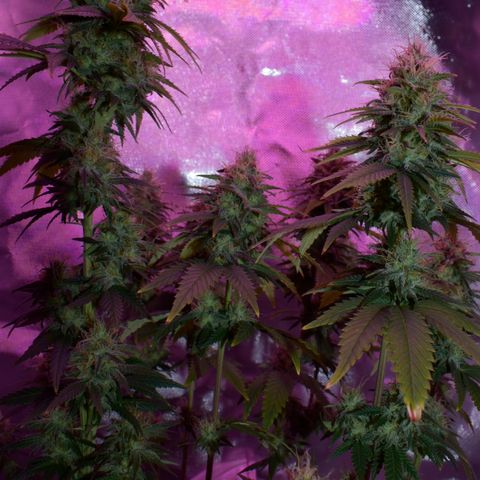 Amnesia  #3 growlog photo: End of flower flushing period 