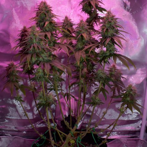 Amnesia  #3 growlog photo: End of flower flushing period 