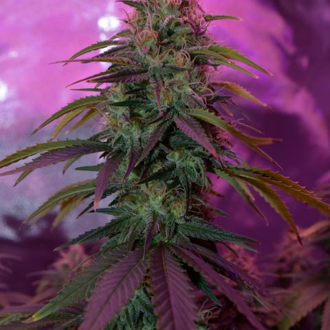 Amnesia  #3 growlog photo: End of flower flushing period 