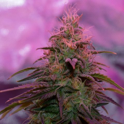 Amnesia  #3 growlog photo: End of flower flushing period 