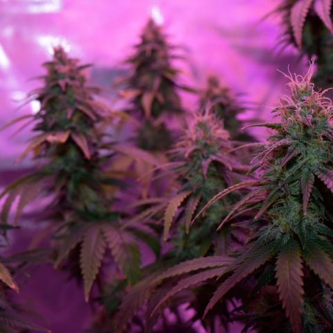 Amnesia  #3 growlog photo: End of flower flushing period 