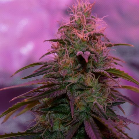 Amnesia  #3 growlog photo: End of flower flushing period 