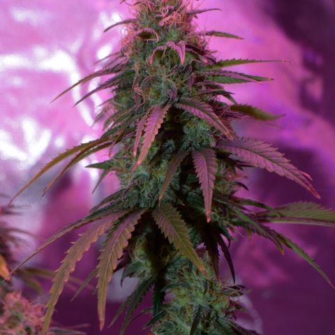Amnesia  #3 growlog photo: End of flower flushing period 