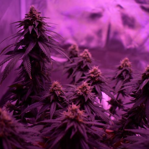 Amnesia  #1 growlog photo: End of flower (flush period)