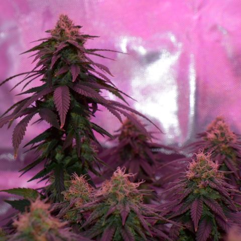 Amnesia  #1 growlog photo: End of flower (flush period)
