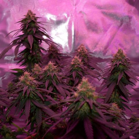 Amnesia  #1 growlog photo: End of flower (flush period)