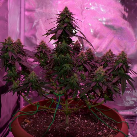 Amnesia  #1 growlog photo: End of flower (flush period)