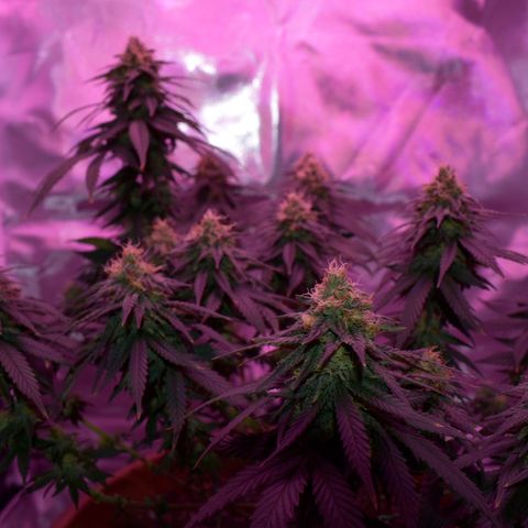 Amnesia  #1 growlog photo: End of flower (flush period)