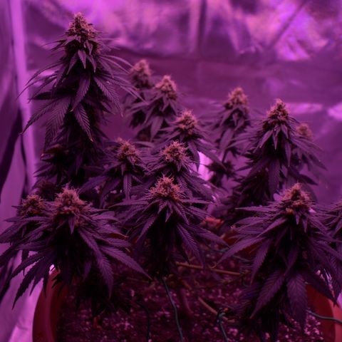 Amnesia  #1 growlog photo: End of flower (flush period)