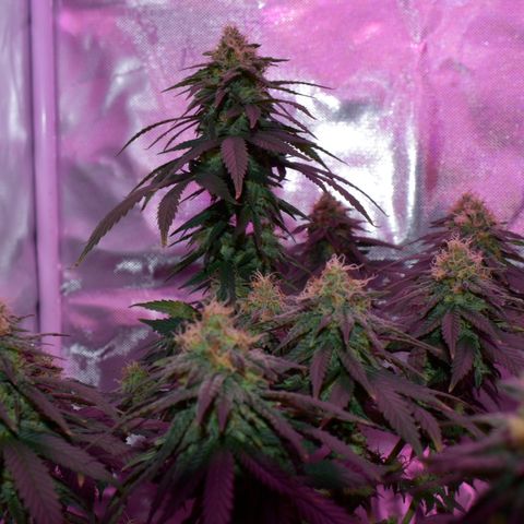 Amnesia  #1 growlog photo: End of flower (flush period)