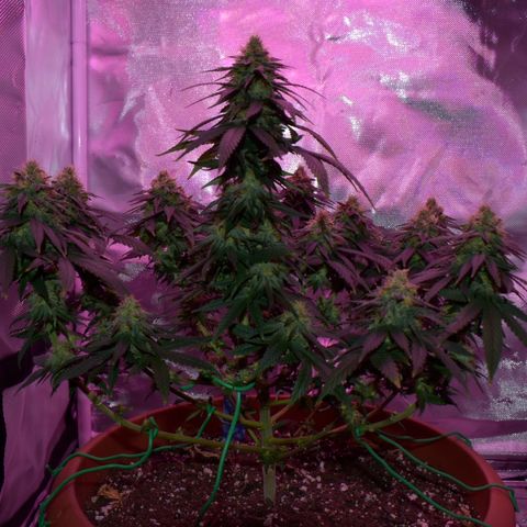 Amnesia  #1 growlog photo: End of flower (flush period)