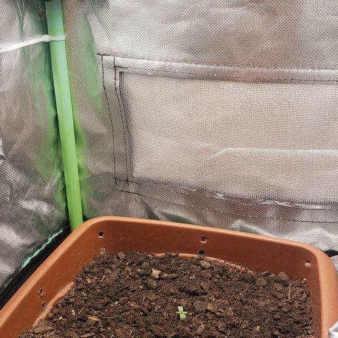 Princesa Hanira  growlog timeline photo