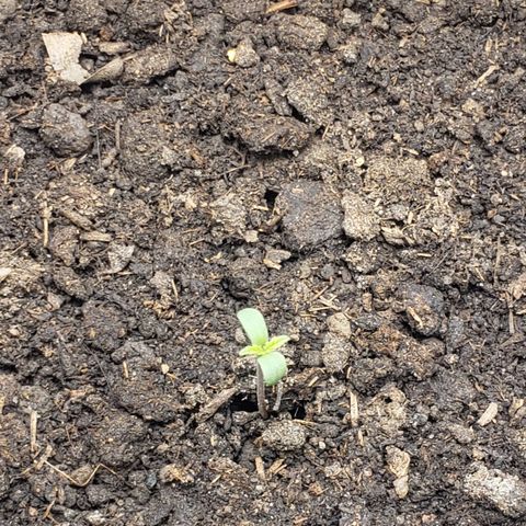 Princesa Hanira  growlog timeline photo