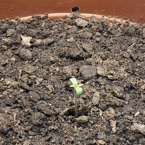 Princesa Hanira  growlog timeline photo