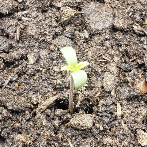 Princesa Hanira  growlog timeline photo