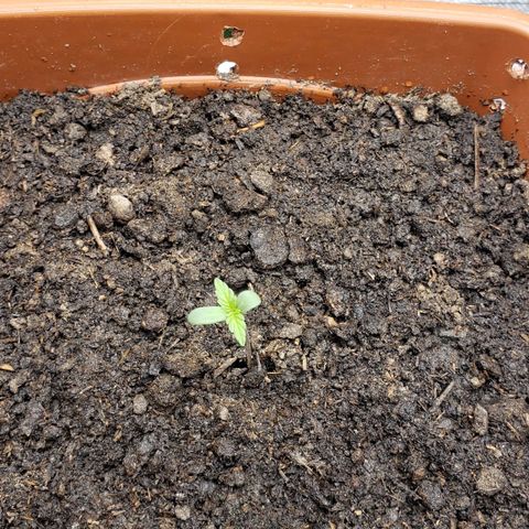 Princesa Hanira  growlog timeline photo
