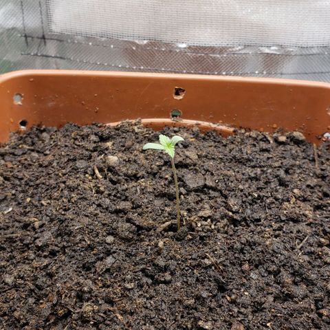 Princesa Hanira  growlog timeline photo