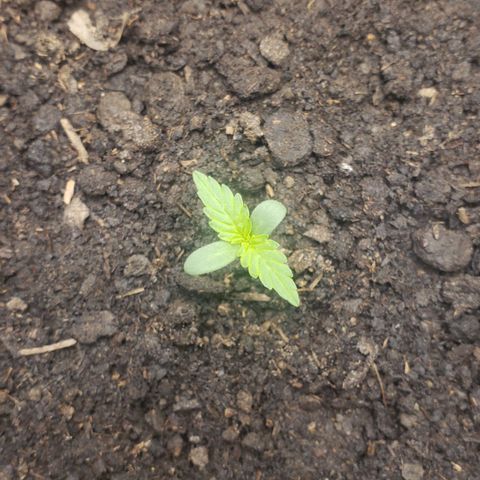 Princesa Hanira  growlog timeline photo