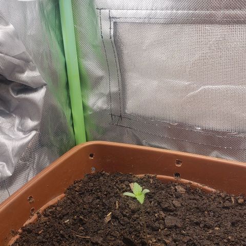 Princesa Hanira  growlog timeline photo