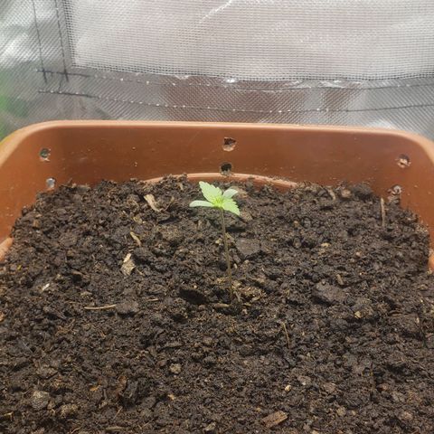 Princesa Hanira  growlog timeline photo