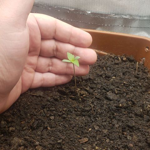 Princesa Hanira  growlog timeline photo