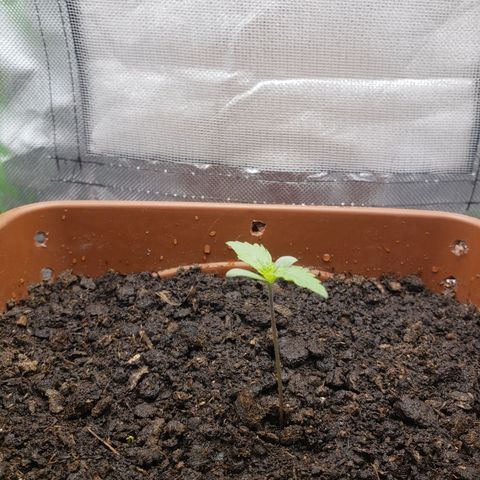 Princesa Hanira  growlog timeline photo