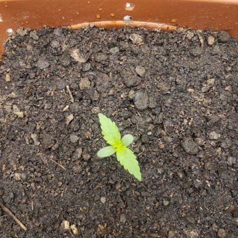 Princesa Hanira  growlog timeline photo