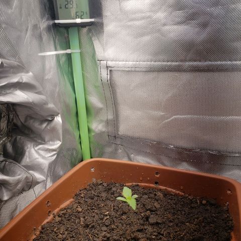 Princesa Hanira  growlog timeline photo