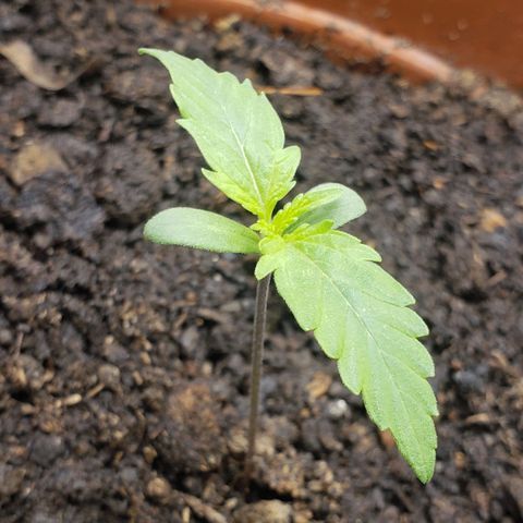 Princesa Hanira  growlog timeline photo