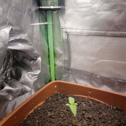 Princesa Hanira  growlog timeline photo