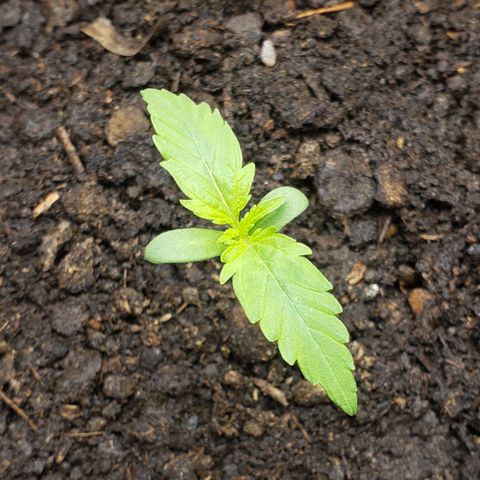 Princesa Hanira  growlog timeline photo