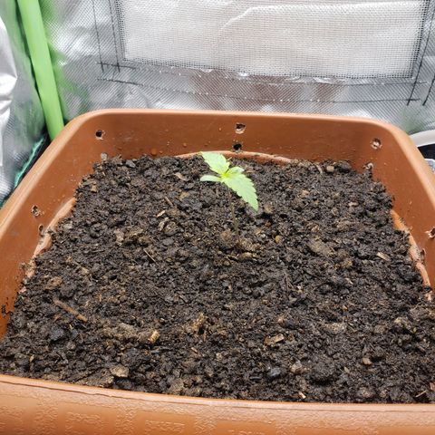 Princesa Hanira  growlog timeline photo