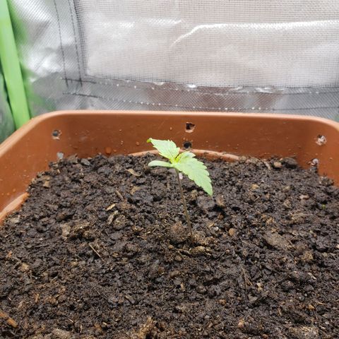 Princesa Hanira  growlog timeline photo