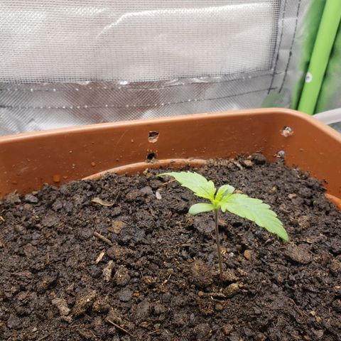 Princesa Hanira  growlog timeline photo