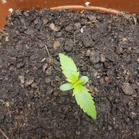 Princesa Hanira  growlog timeline photo