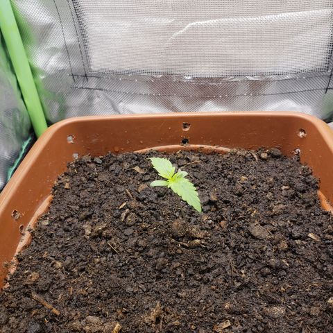 Princesa Hanira  growlog timeline photo