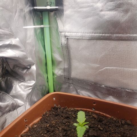 Princesa Hanira  growlog timeline photo