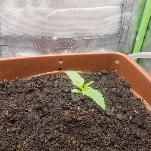 Princesa Hanira  growlog timeline photo