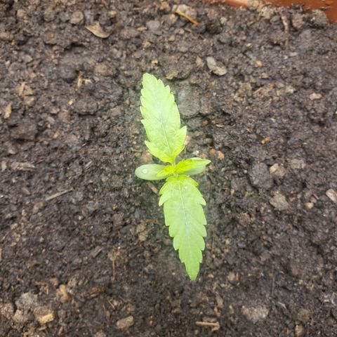 Princesa Hanira  growlog timeline photo