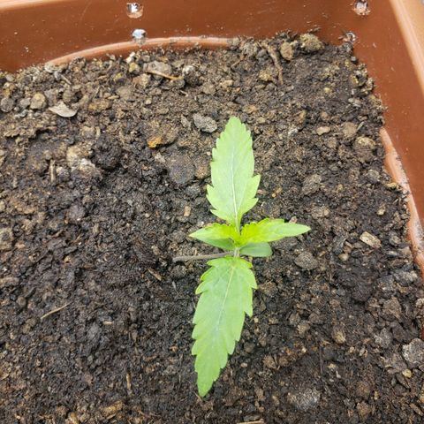 Princesa Hanira  growlog timeline photo