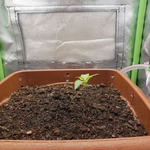Princesa Hanira  growlog timeline photo