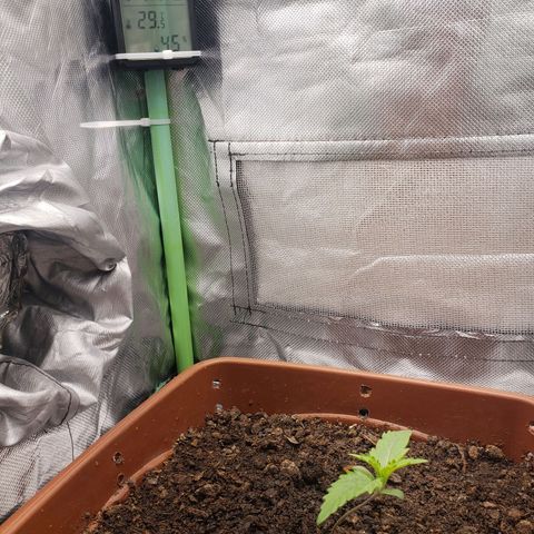 Princesa Hanira  growlog timeline photo