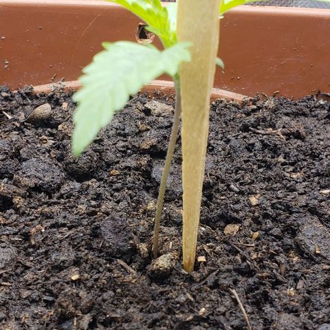Princesa Hanira  growlog timeline photo
