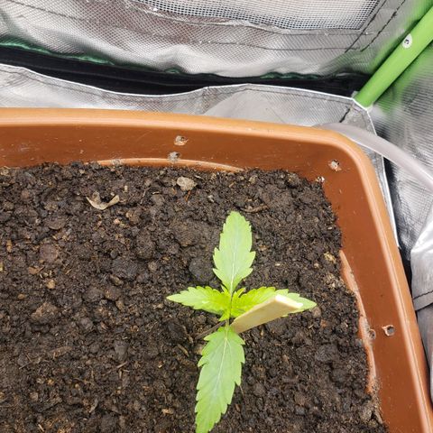 Princesa Hanira  growlog timeline photo
