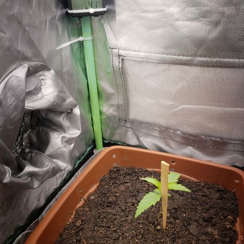 Princesa Hanira  growlog timeline photo