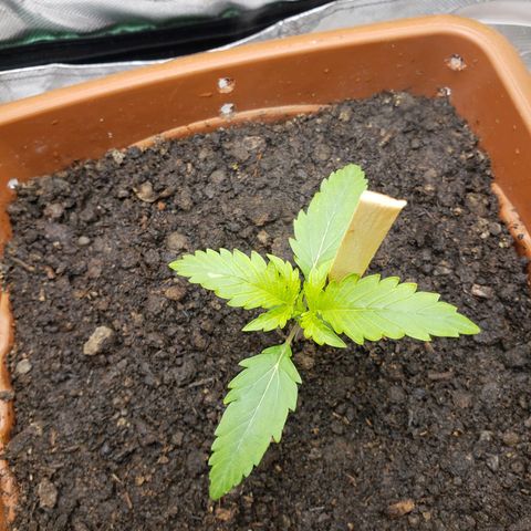 Princesa Hanira  growlog timeline photo