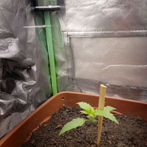 Princesa Hanira  growlog timeline photo