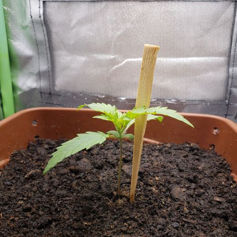 Princesa Hanira  growlog timeline photo