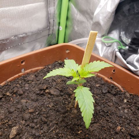 Princesa Hanira  growlog timeline photo