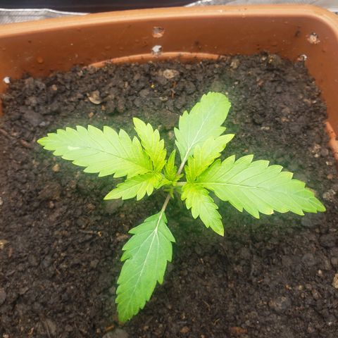 Princesa Hanira  growlog timeline photo